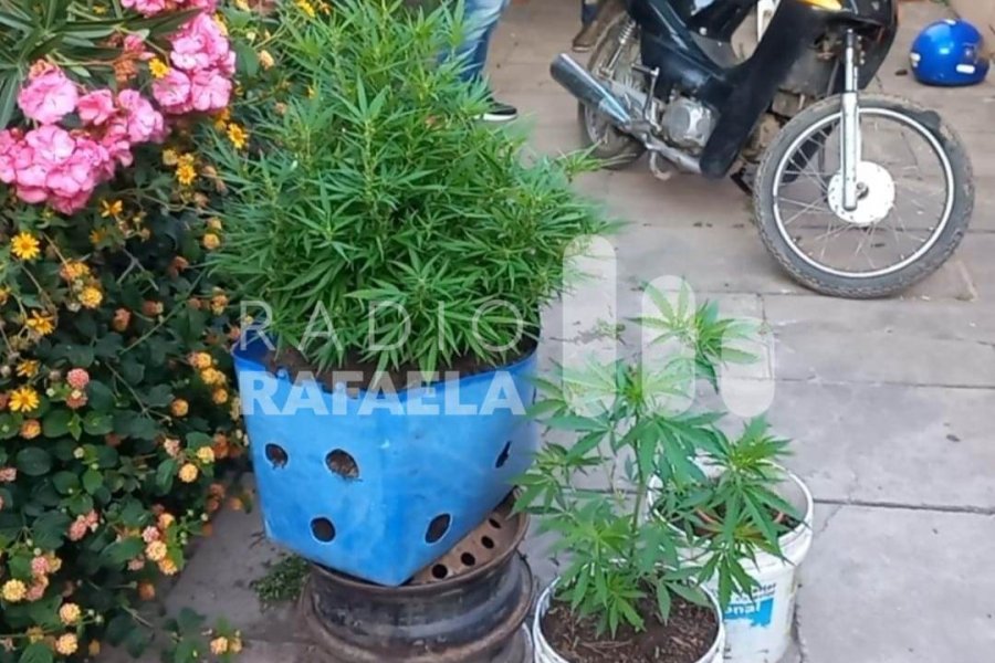 Las plantas de marihuana